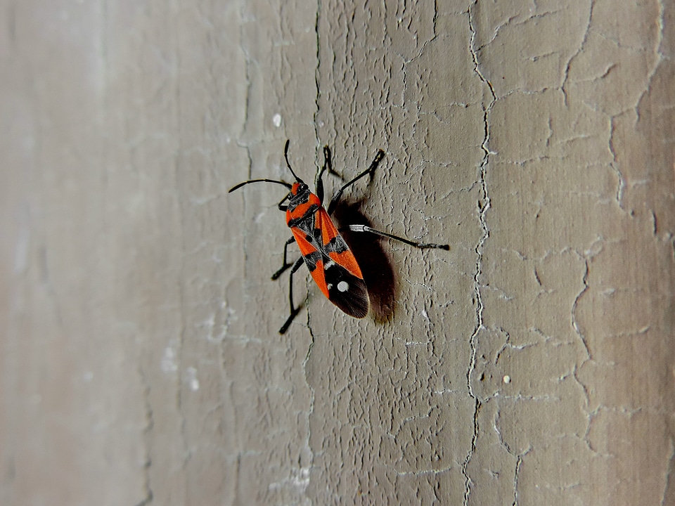Arthropod beetle insect