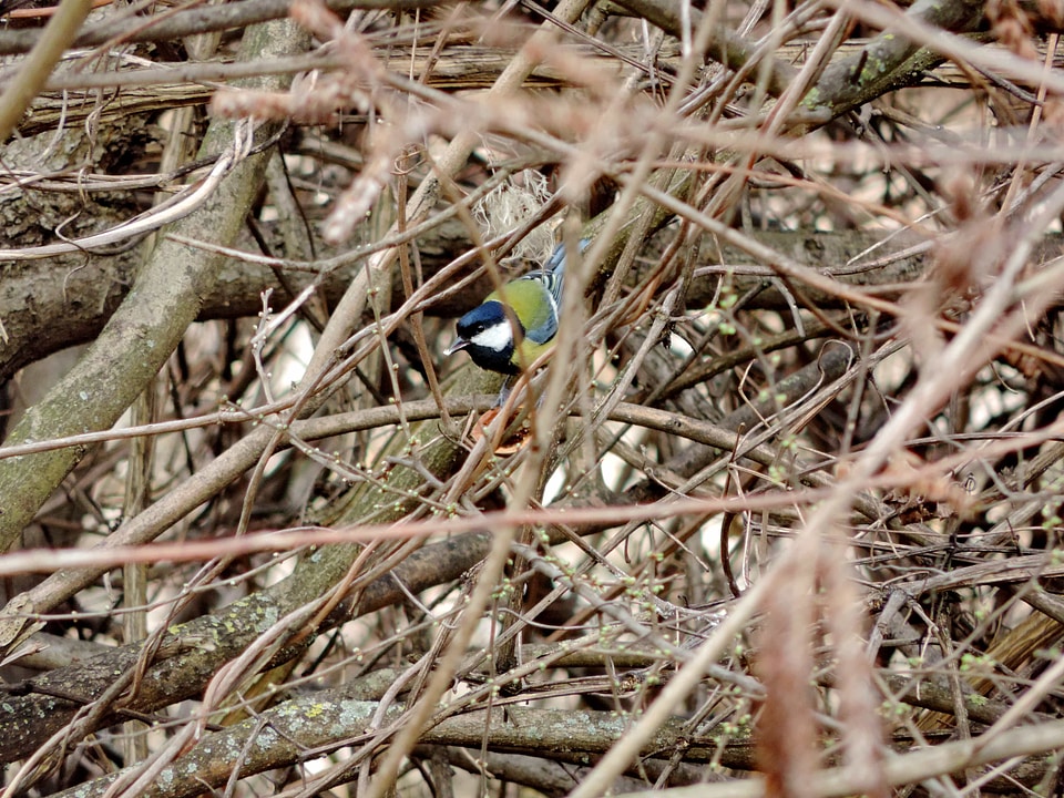 Colorful shrub wildlife