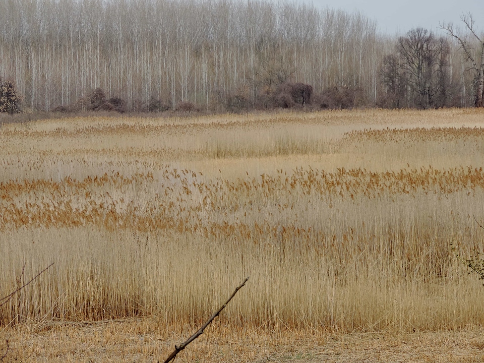 Marshland field nature