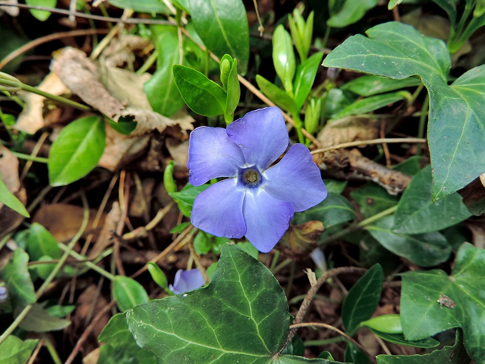 Flowering ivy purple
