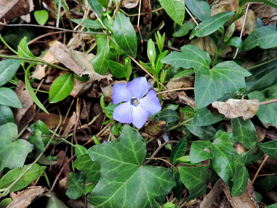 Ivy wildflower herb