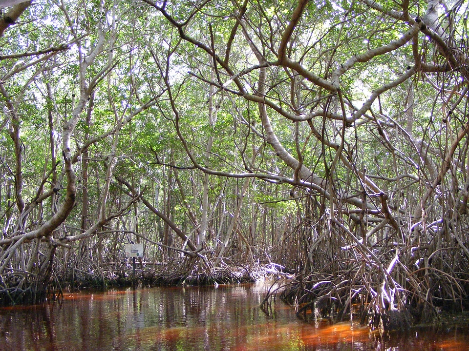 Yucatan mexico mexico trees