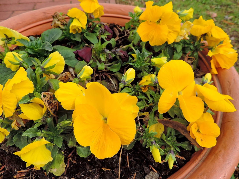 Decoration flowerpot spring