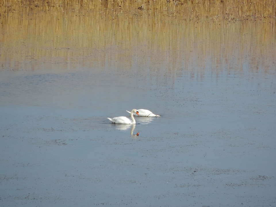 Marshland swan wildlife