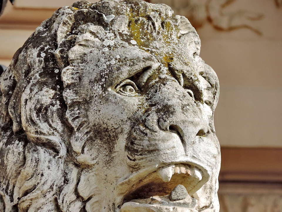 Head lion art photo