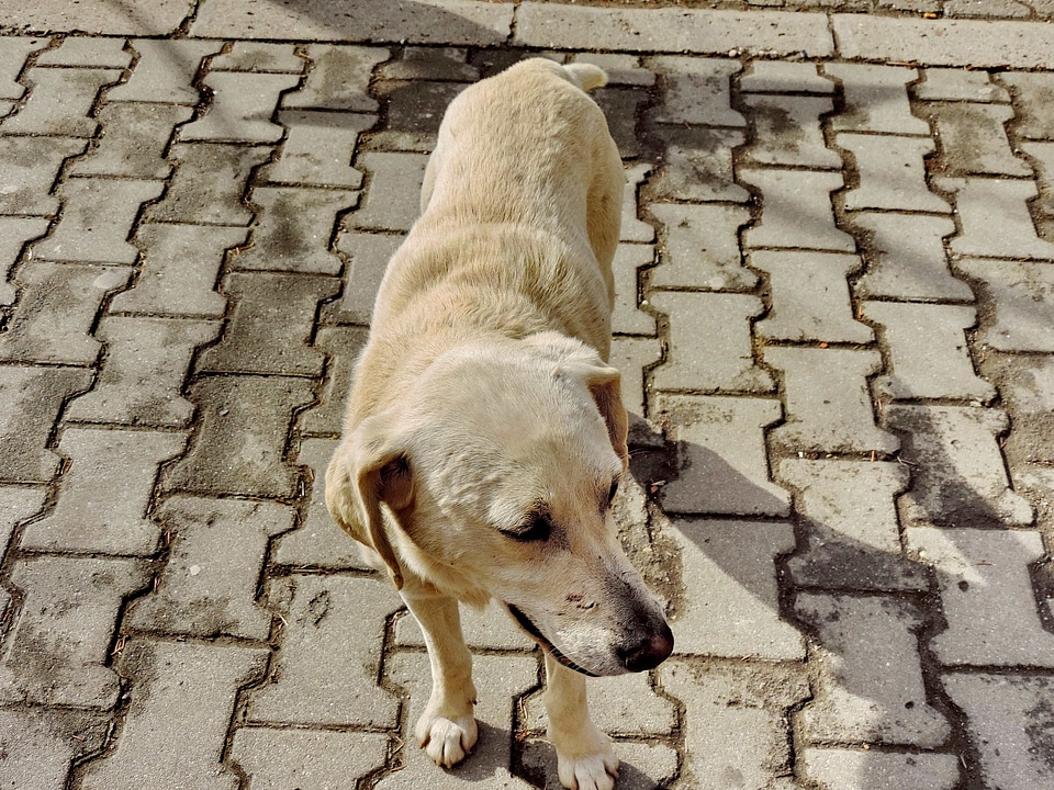 Pavement white canine