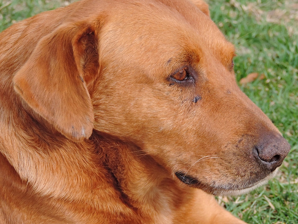 Light Brown portrait purebred