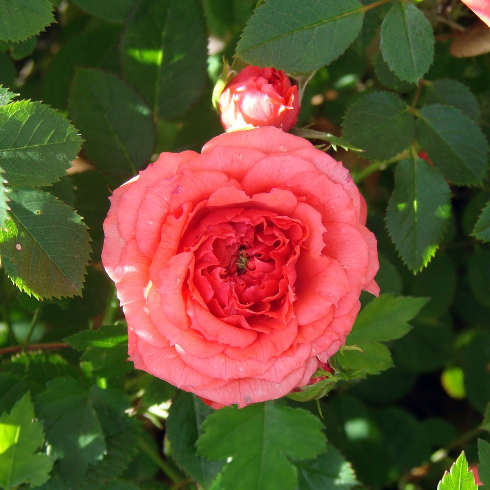 Branch blossom petal