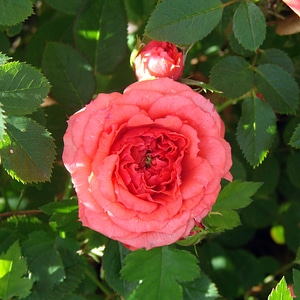 Branch blossom petal