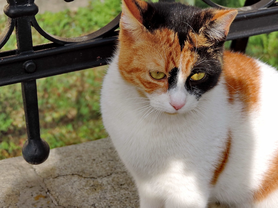 Colorful domestic cat sitting