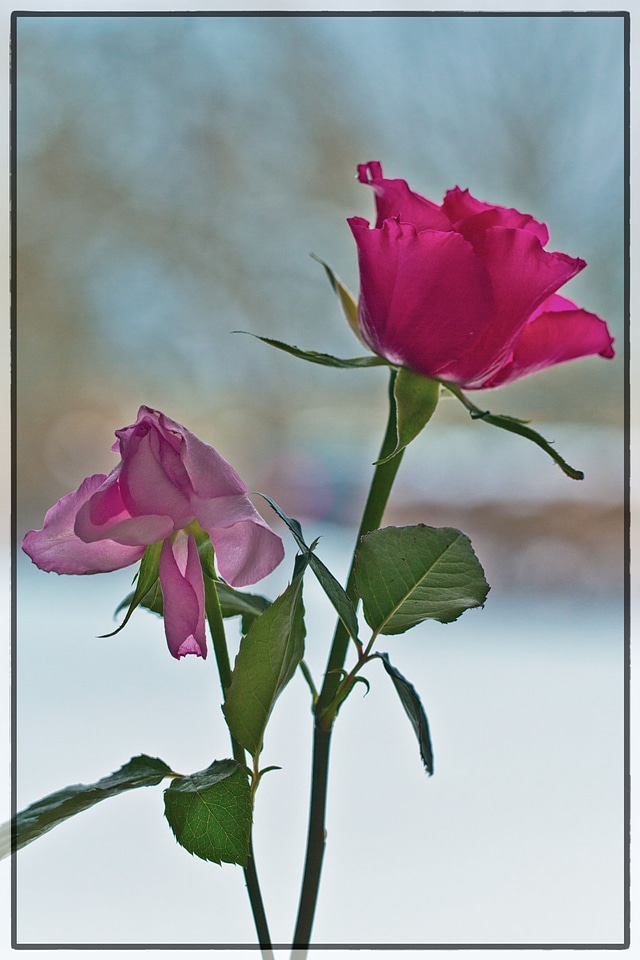 Pink winter rose