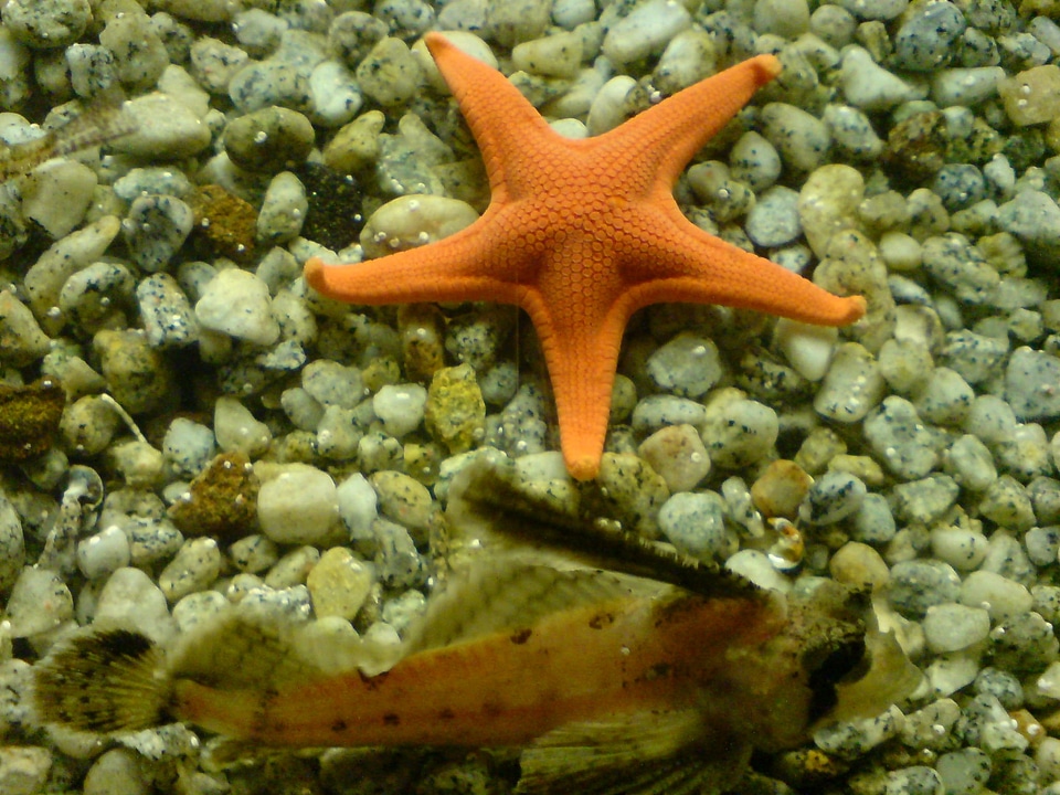 Havdfjur water animals fish photo