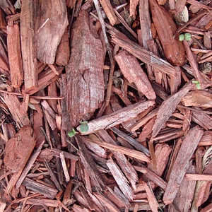 Ground outdoor brown