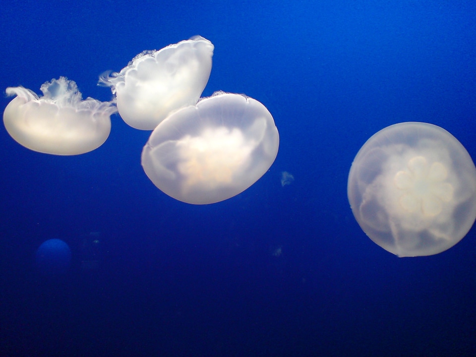 Aquarium sea ​​animals water animals