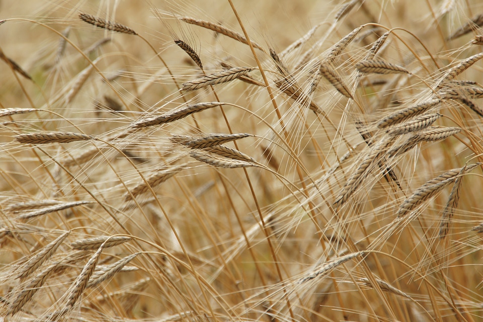 Einkorn wheat nature food
