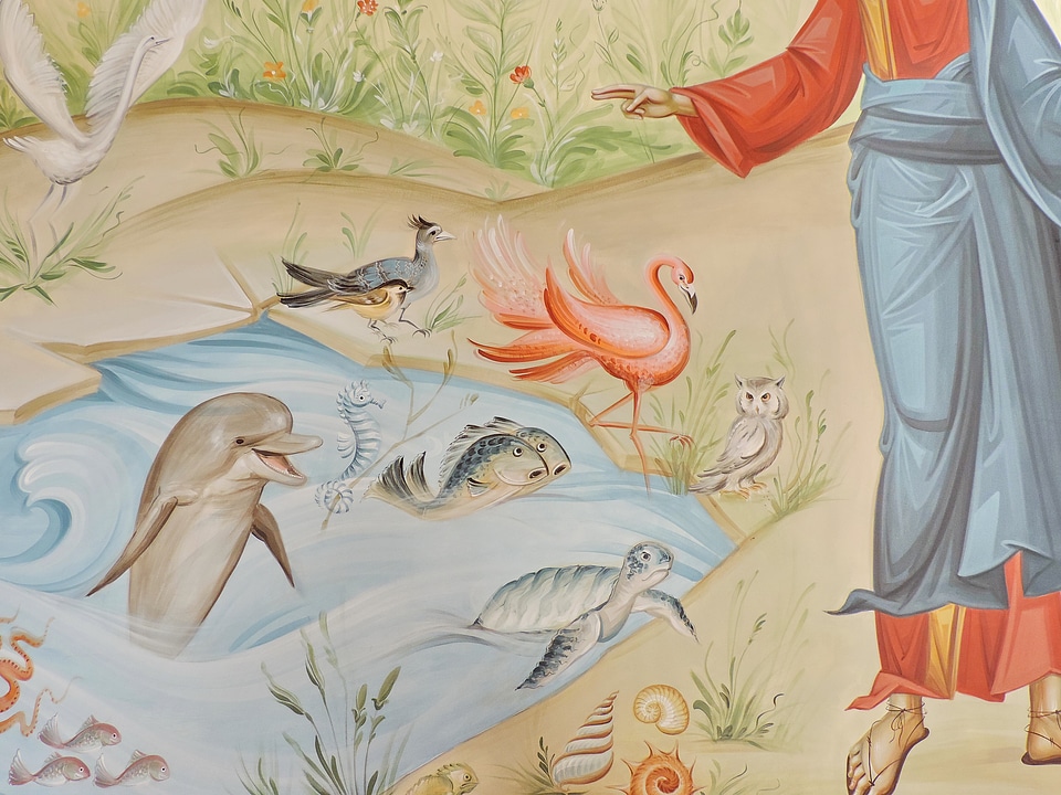 Animals creativity dolphin
