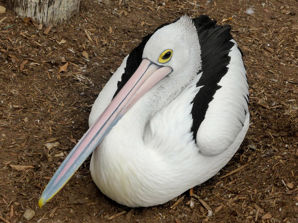 Waterbird beak white