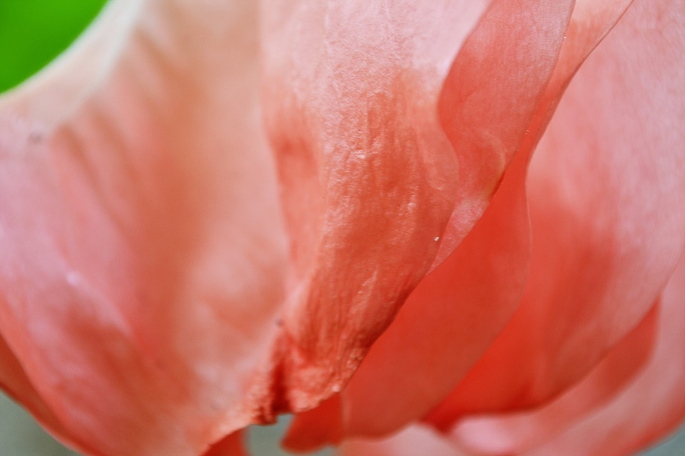 Nectar blossom garden