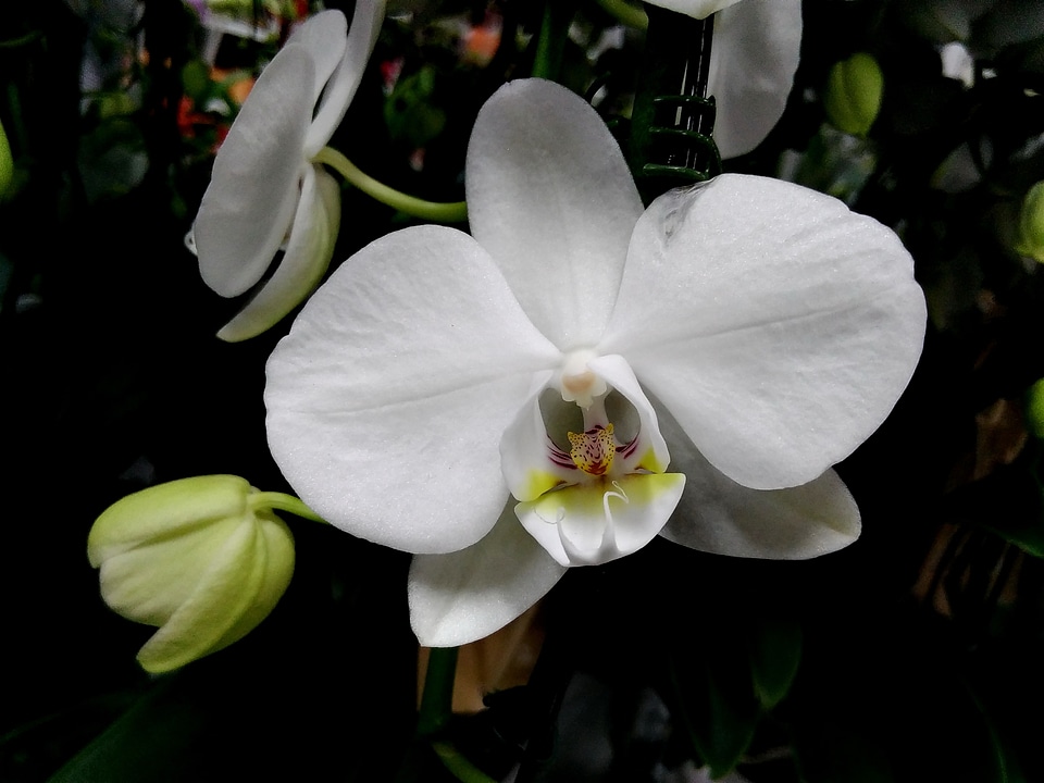 Botanical orchid white