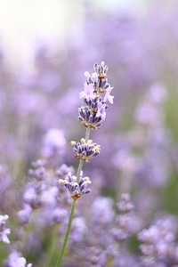 Flower summer purple photo