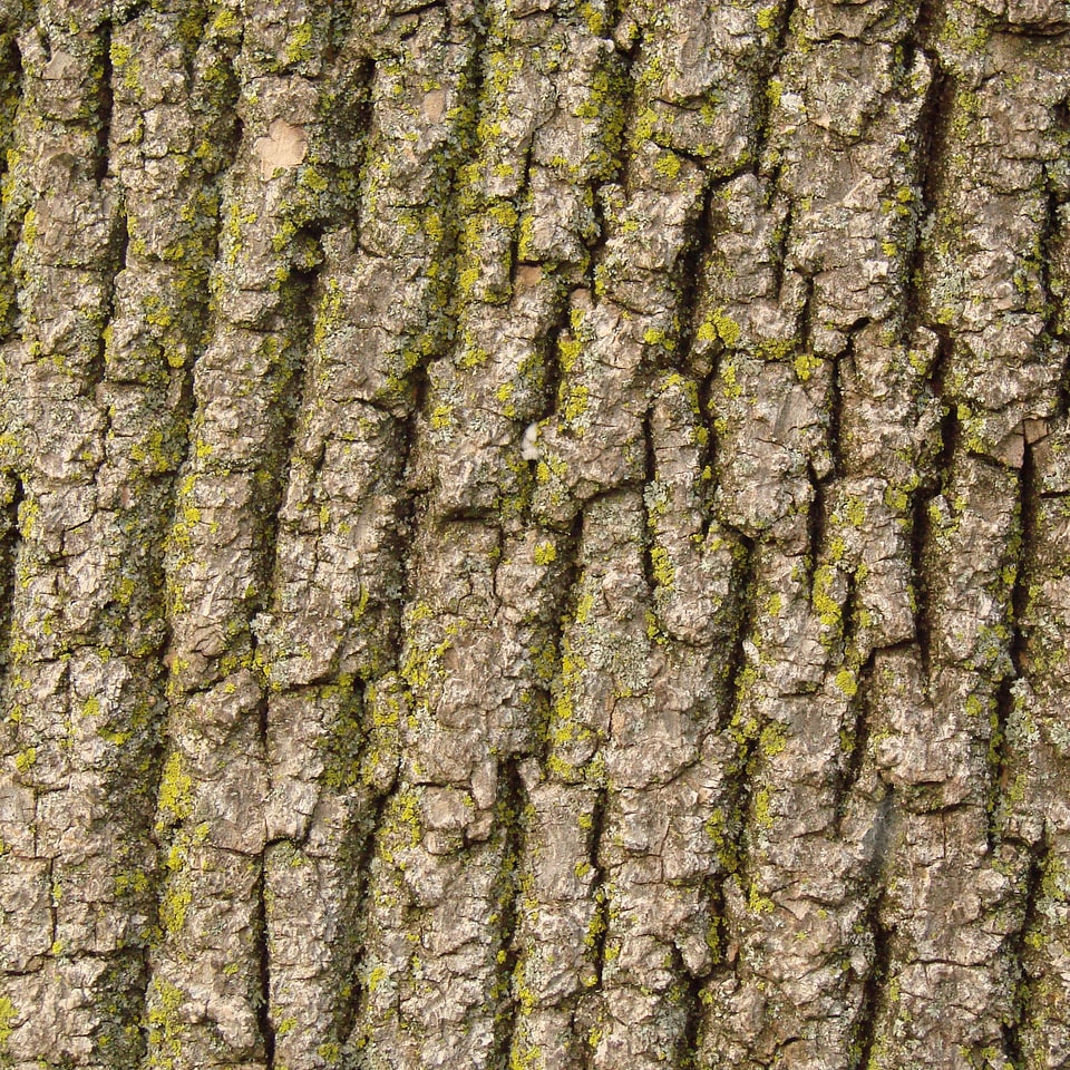 Texture wood brown