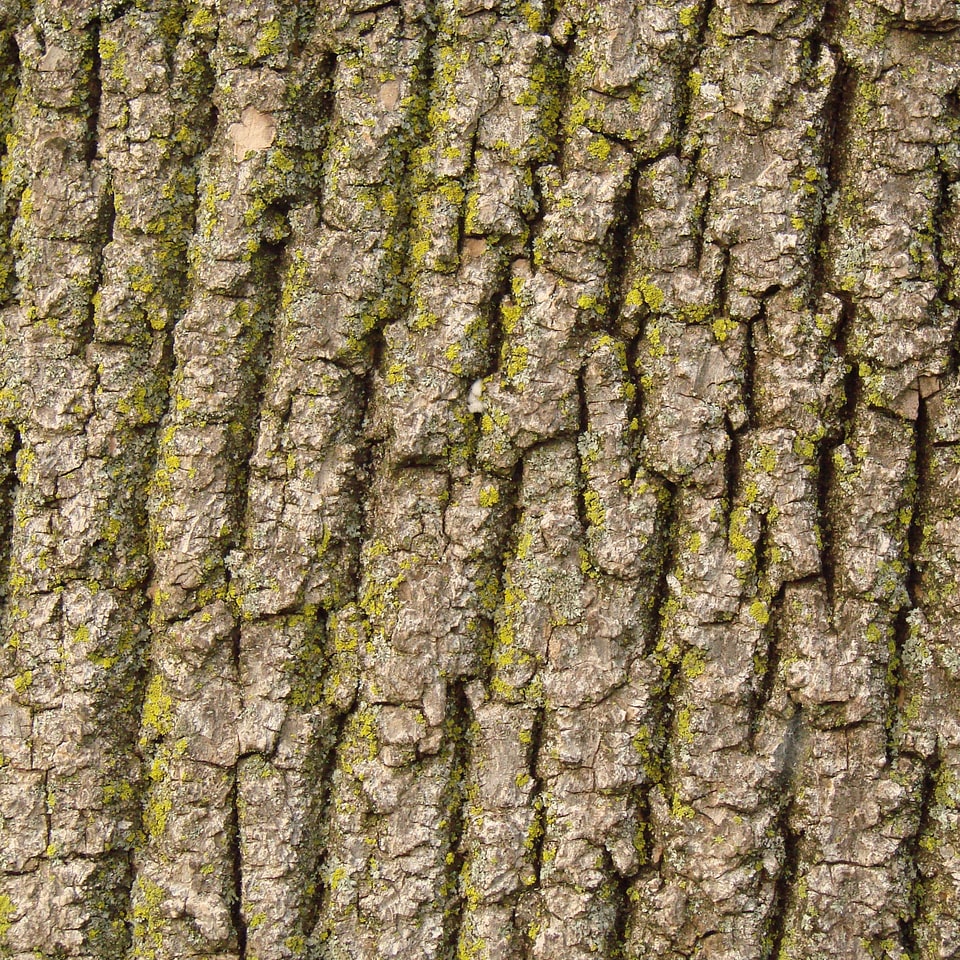 Texture wood brown photo