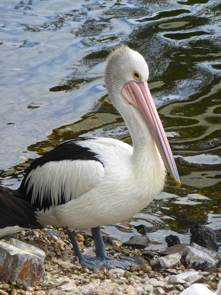 Waterbird beak pink