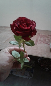 Hand red rose