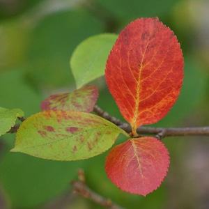 Red leaves aronia fall colors