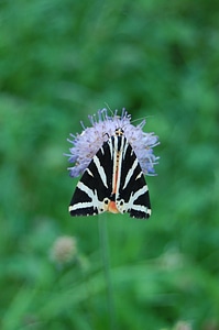 Hot green insect photo