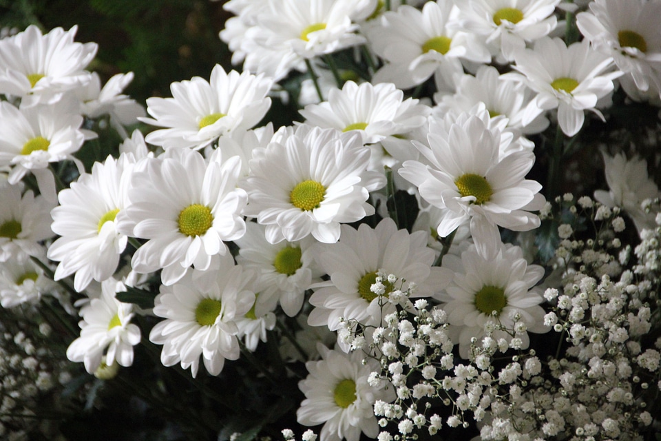 Bloom daisies white