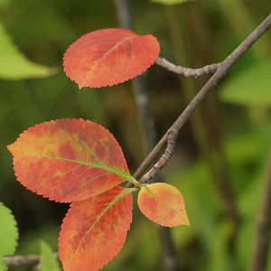Red leaves aronia fall colors