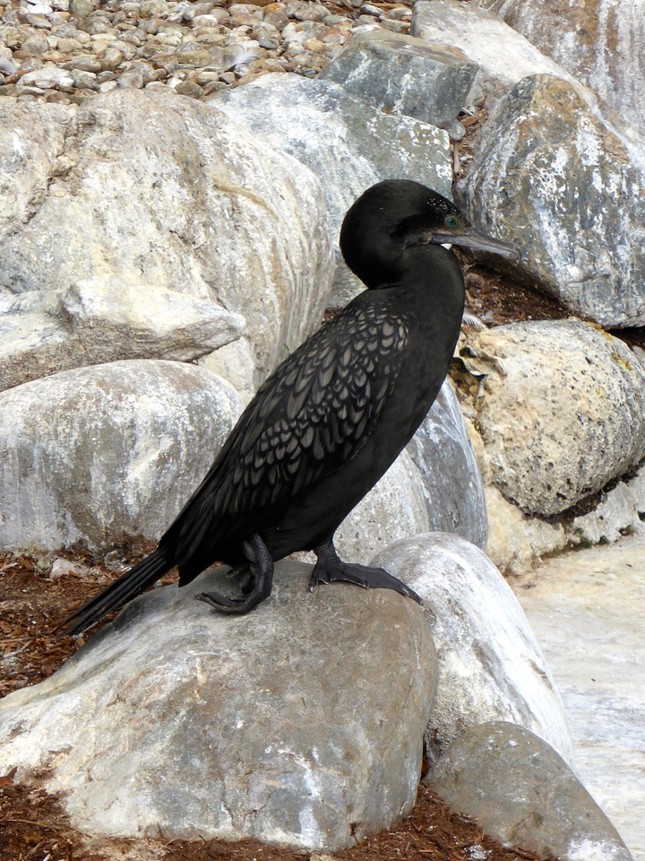 Wildlife bird little black cormorant