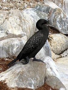 Wildlife bird little black cormorant