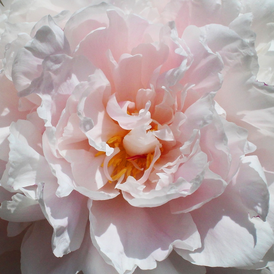 Flower romantic bloom