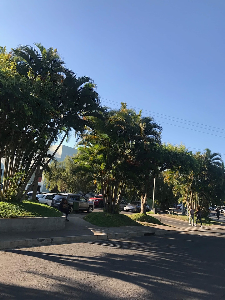 Coconut road tree