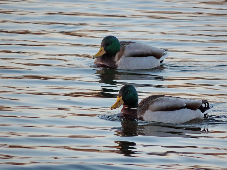 Bird waterfowl water photo