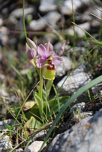 Plant natural blossom