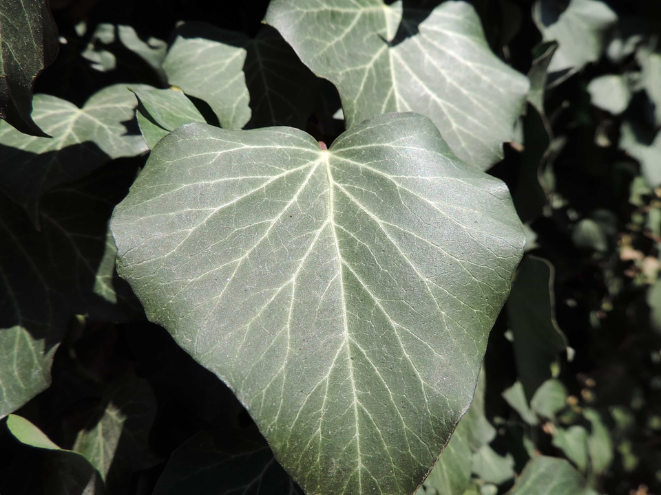 Botany green leaf ivy