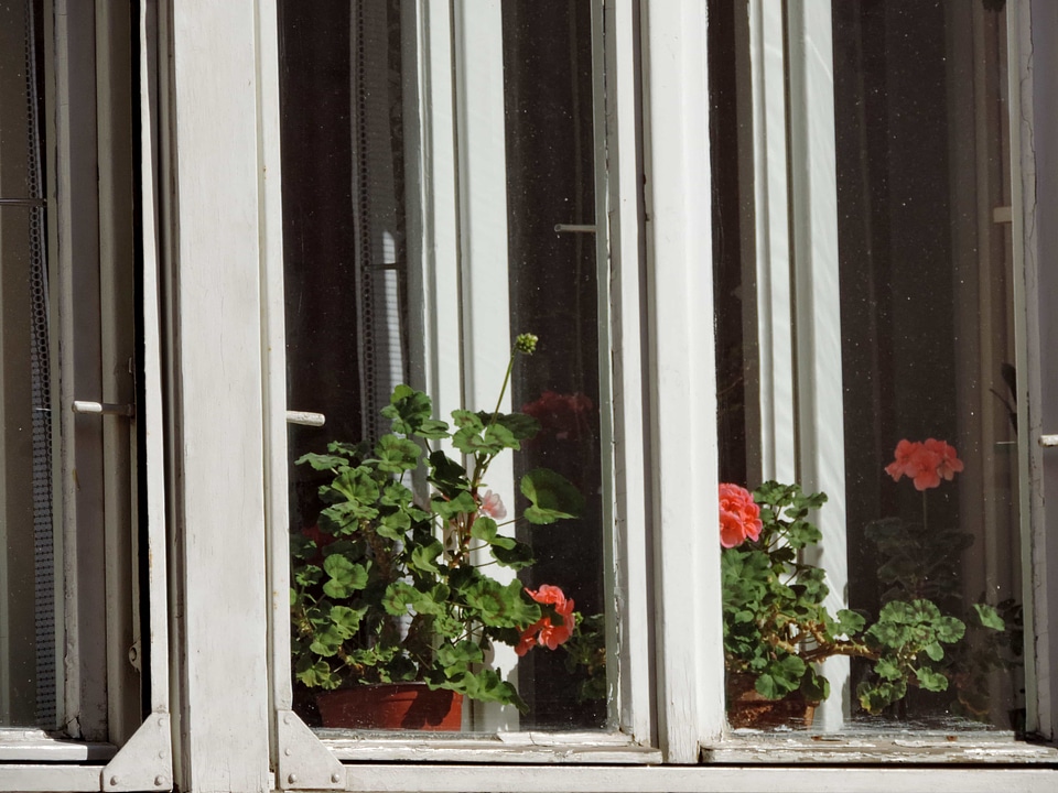 Bouquet flowerpot window