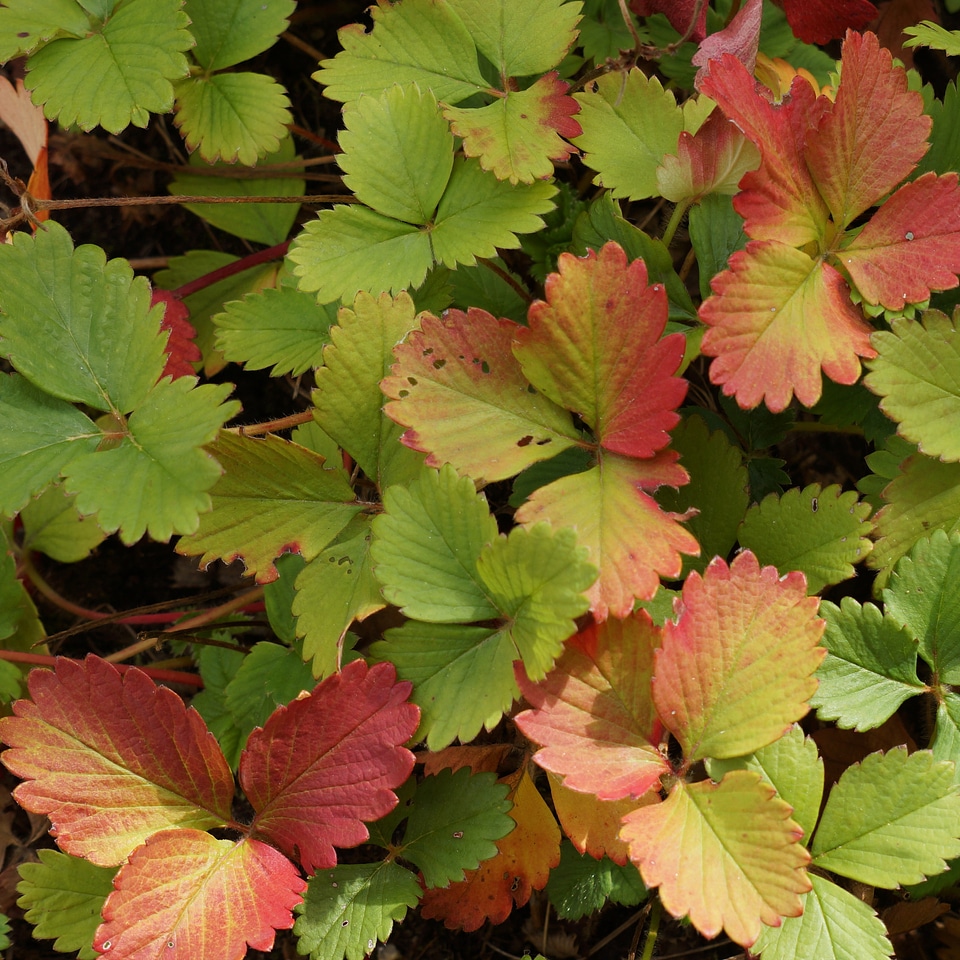 Strawberry fall colors red leaves