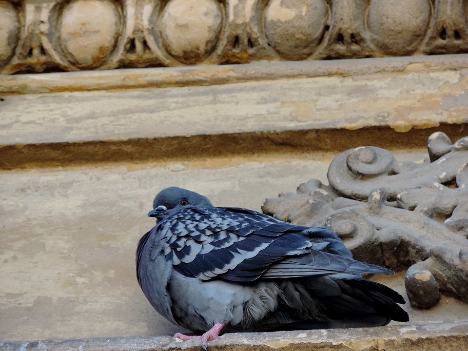 Facade pigeon wildlife