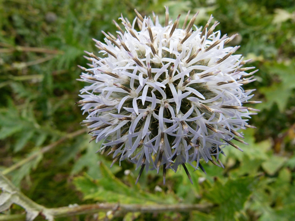 Flowers greenery flora