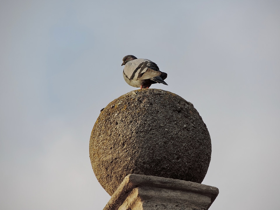 Pigeon bird wildlife photo