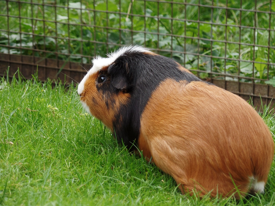 Sweet cute small animals