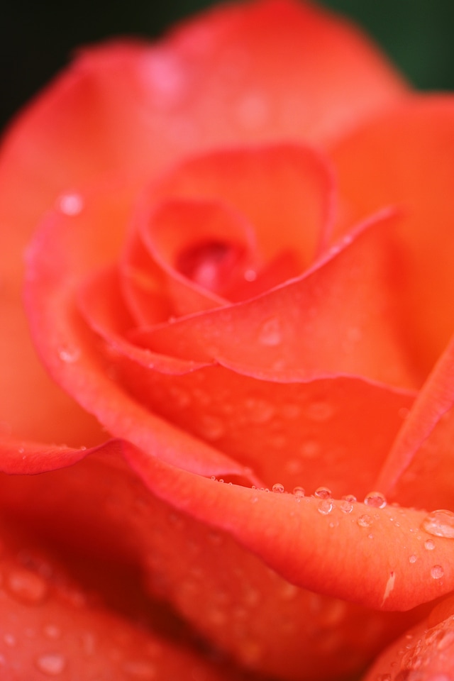 Red rose nature red