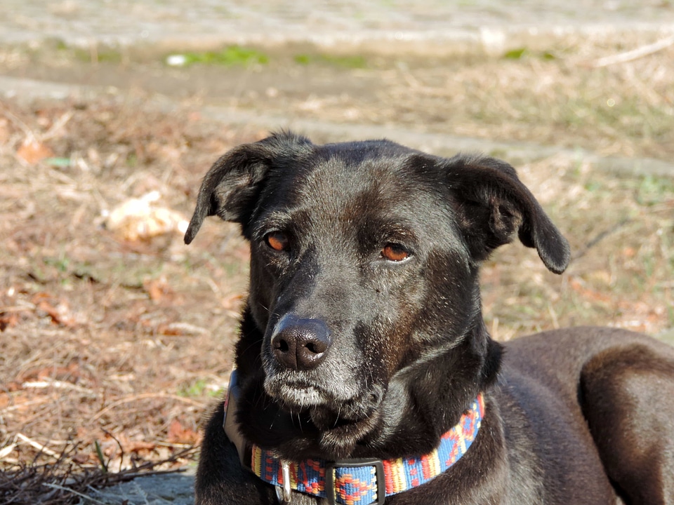 Shepherd Dog puppy pet