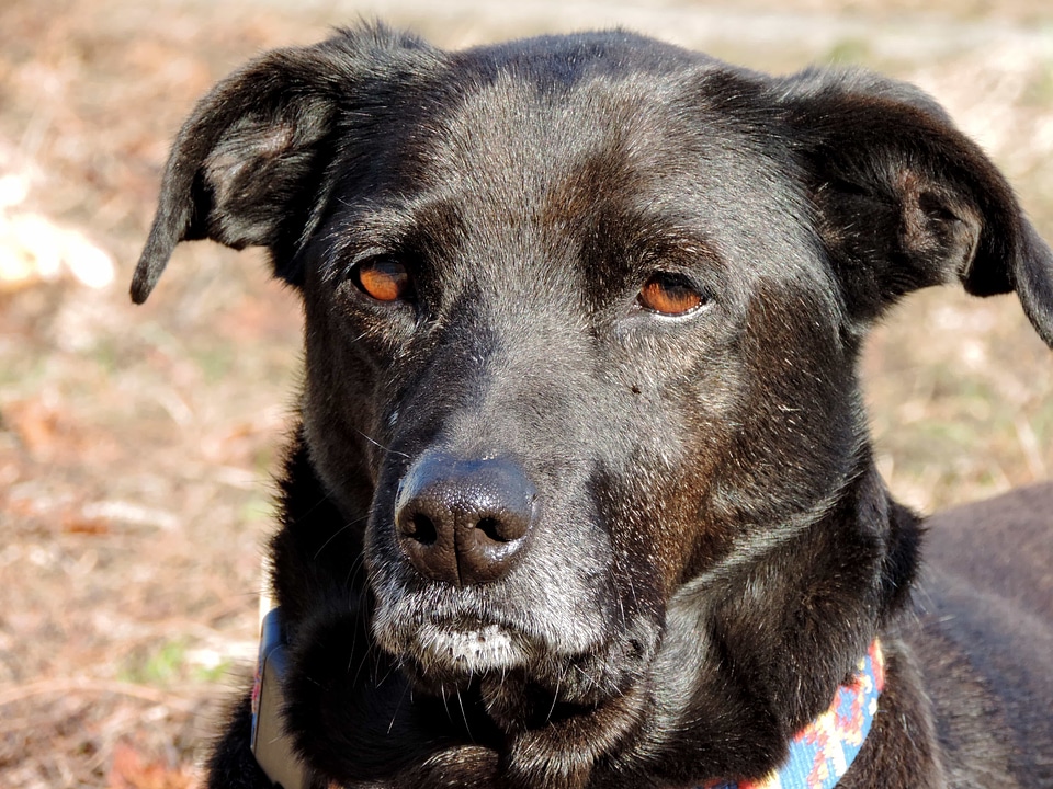 Pedigree purebred shepherd dog