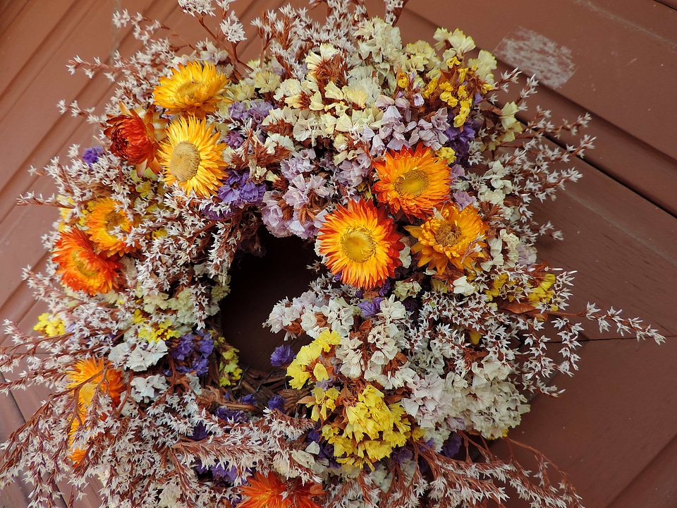 Plant flower nature