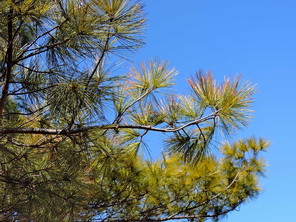 Tree landscape plant